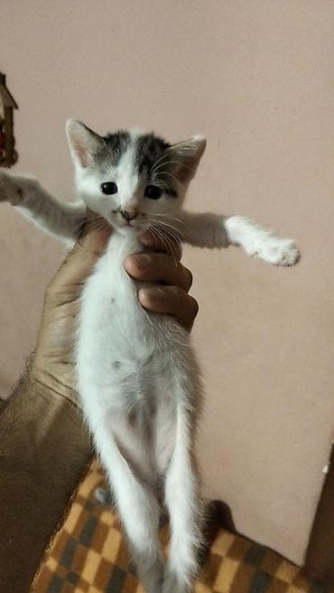 serebrist cuce satisi: Erkək, Yaxşı əllərə, Ünvandan götürmə — 4