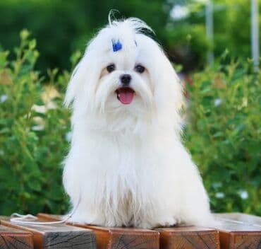 coban it adlari: Malta bolonka, 1 ay, Erkek — 3