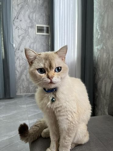 pisik sumqayit: Britan, Erkək — 1