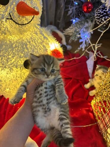 cins pişik satışı: 50 ile 400 arasi cins saf qan saqlam pisiklerimiz var sekilde olmayan — 8