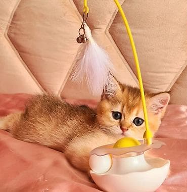 Qızıl şinşilla, Erkək, Yaxşı əllərə, Ünvandan götürmə, Ödənişli çatdırılma lalafo.az -da Qızıl şinşilla, Erkək, Yaxşı əllərə, Ünvandan götürmə, Ödənişli çatdırılma
