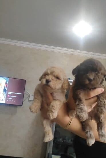 coban iti satiram: Pudel, 1 ay, Erkek — 1