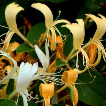 gul toxumlari: Həyət gülleri. 90növ çesid var! — 11