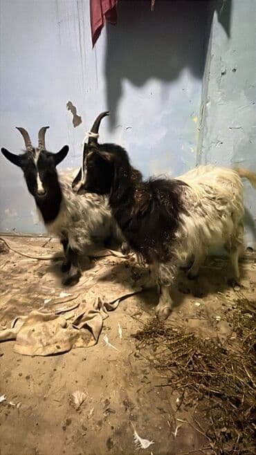 Pişiklər: Super kok çepişder pardama kokdu — 2