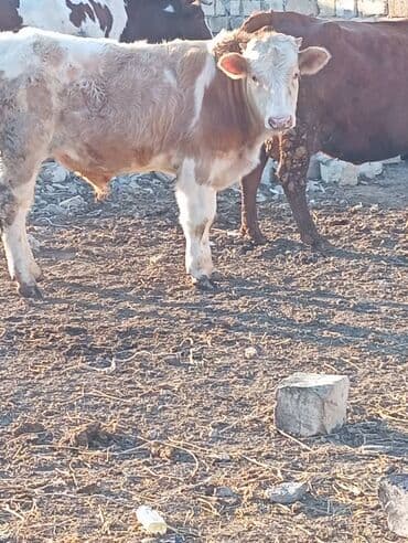 Dana, buzov: Dana, buzov, Erkək, ay: 11, 140 kq, Ətlik — 3