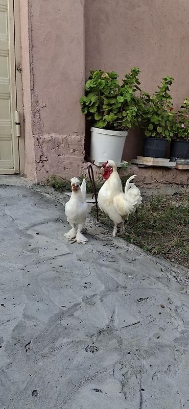Yaponklar cütü 50azn.sağlam cavan aktiv quşlardı lalafo.az -da Yaponklar cütü 50azn.sağlam cavan aktiv quşlardı