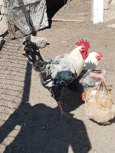 heyreti xoruzu: Məhsul: Ayaqları tüklü xoruzlar (fotoşəkillərdə görünən müxtəlif — 6