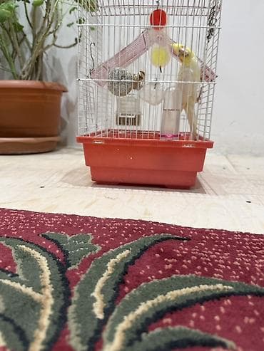 dovsan satisi: Nymph (kokatiel) papağı və qəfəs dəsti - Qəfəs: ağ metal barmaqlı — 1