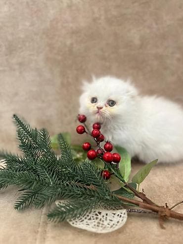 Gəmiricilər: Şotland — 10