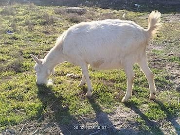 heyvanlar keci: Süd keçisi – ağ rəngli, qısa yunu və balaca buynuzları olan yerli tip — 1