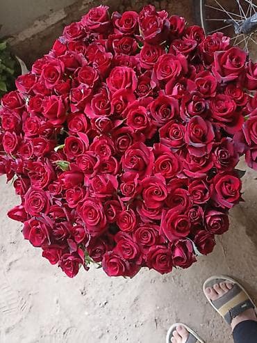 qırmızı gül şəkilləri: Qızıl gül stilləri. Hamısı tünd qırmızı şar kimi gül açır. Xarici sort — 9