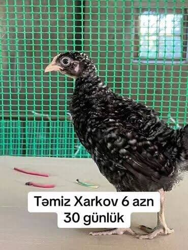 toyuq şəkilləri: Toyuq, Damazlıq — 3