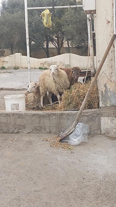 tap az qoyun quzu satisi: Qurbanlıq quzular satışda – istənilən çəkidə.say məhdud saydadır 100 — 1