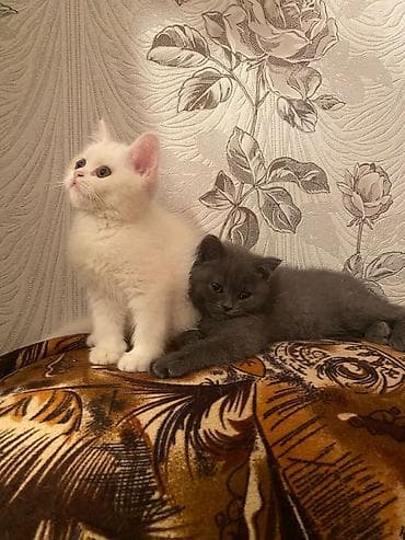 ev heyvanlari satisi: Britan — 1