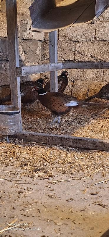 Птицы: Xoruzlar satilir — 4