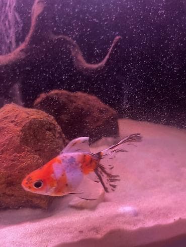 akvarium baliqlari qizil baliq: Qızıl balıq, Sülhsevər — 3