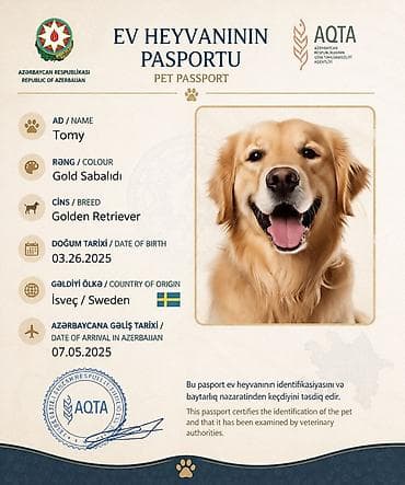 Retriever, Sənədli — 2