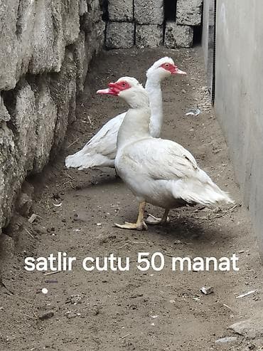 mandarin ördək: Bir cut ag 11 ayliq lal ordey .unvan masdaga kendi — 1