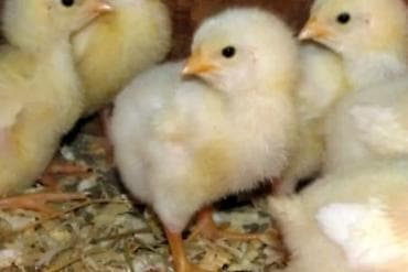 Toyuq cücələri, Ətlik, Pulsuz çatdırılma