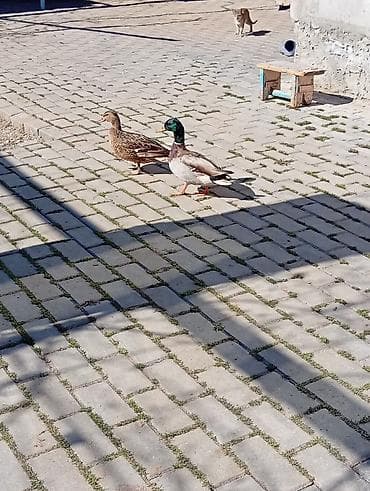 Keçilər, çəpişlər: Salam,təmiz çöl ördekleri satilir,həyət şaraitine tam oyresibler - — 8