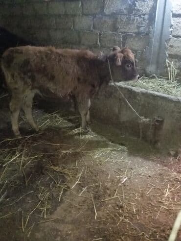 Diş dandı 670 deyilir hevan celilabada cidi şexsler zeng vursun