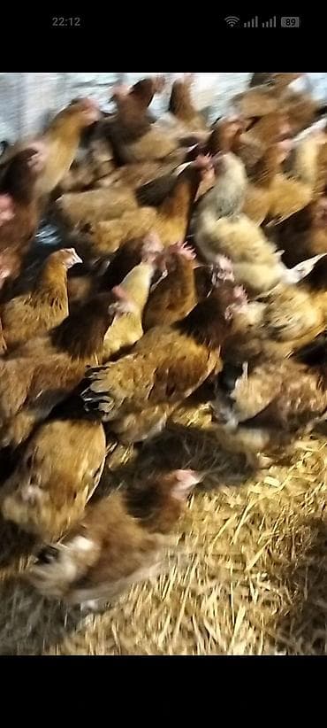 Toyuq, Yumurtalıq lalafo.az -da Toyuq, Yumurtalıq