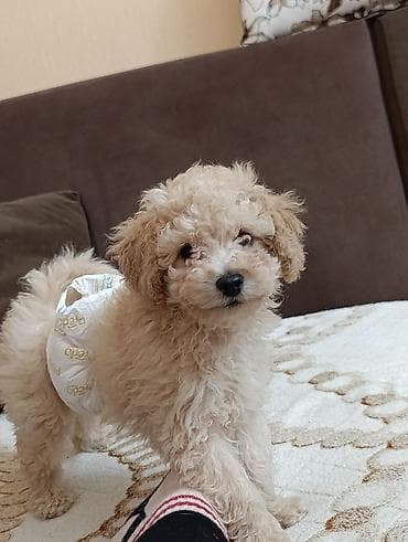 itləri: Pudel — 2