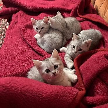 pisik ucun tualet: Şinşila və siyamin qarişiqi, 2 qiz 2 oglan, 2ayligdilar, tualet — 2