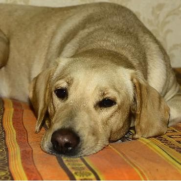İtlər: Labrador-retriver, 6 il, Dişi — 6