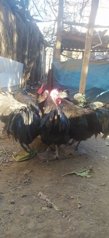 Opel: Allaha haminin malina xeyir versin .Gorduyuvuz avstriloplarin 10 ayliq — 2