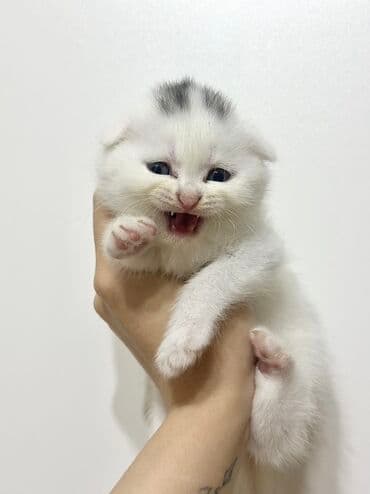 взять бесплатно котёнка: Шотладская вислоухая — 2