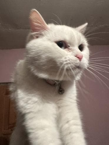 sahiblənmə: Yaxşı əllərə — 2