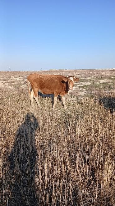 Dovşanlar: Satılır: qırmızı rəngli erkək buzov və ana inək (şəkillərdə) — 1