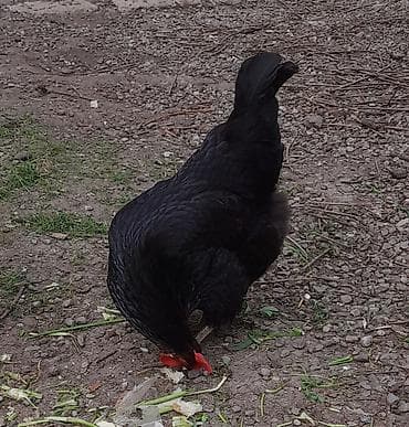 Kent toyugu yumurtlayir lalafo.az -da Kent toyugu yumurtlayir