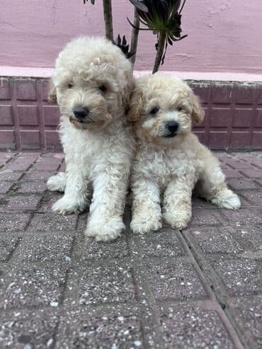 где можно купить собаку мальтипу: Пудель, С прививками — 3