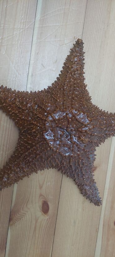 akvarium daş: Salam Dəniz Ulduzudur təbidir.Mən özum karib dənizindən tutub — 2