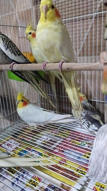 İtlər: Qefes yeke iri quslar qefesleri balacada var Qəfəs — 1