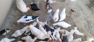 ördək balası və cücə: Mövzu: Misk ördəkləri və ağ pekin ördəkləri – qarışıq sürü Təsvir: - — 4