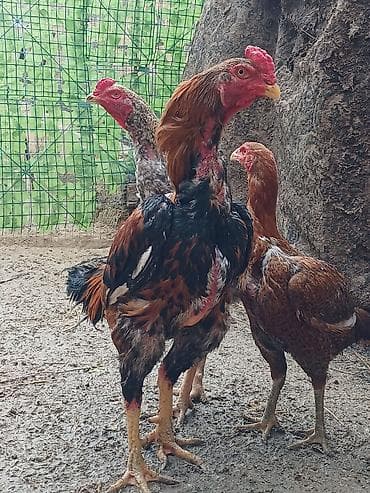 naxcivan heyvan elanlari: Oh wamo xoruzu temiz oh wamo alman qan deyiwmey isdeyirem deye ozine — 8