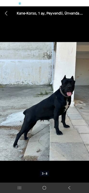 avcarka balası: Kane-Korso, 1 ay, Erkek, Ödənişli çatdırılma — 5