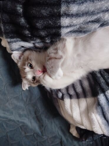 отдам в добрые руки котенка: Erkək, Yaxşı əllərə, Ünvandan götürmə — 4