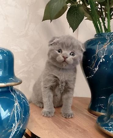 pulsuz pişiy: Şotland yastı qulaq — 4