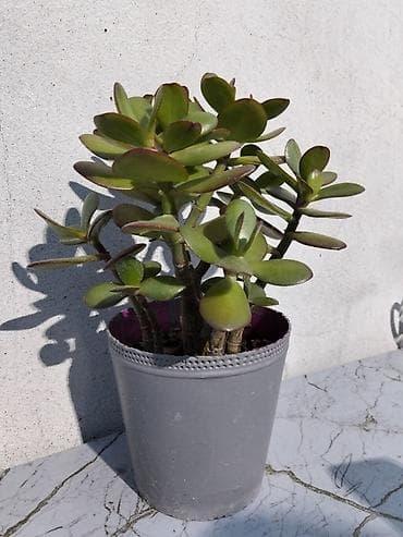 ev guller: Pul gülü (Crassula ovata) – saksıda ətli yarpaqlı sukulent. - — 4
