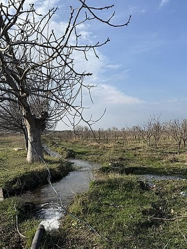 250 sot, Kənd təsərrüfatı, Barter mümkündür, Kupça (Çıxarış)