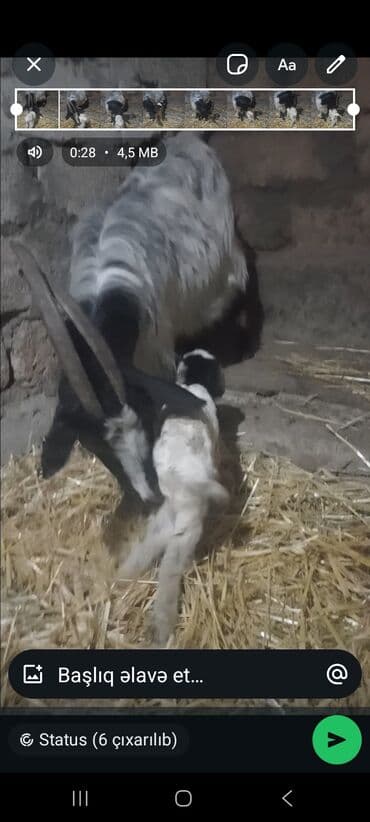 sani kecileri: Salam.Allah hamiya xeyir bereket versun Inwallah.demeli anabala kecidi — 3