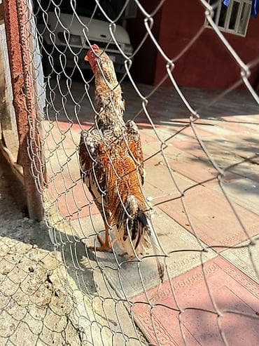 heyvan bazari inekler: Məhsul: Xaça bənzər rəng çalarlarında erkək toyuq (xoruz)heyratı — 2