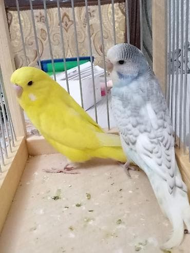 Quşlar: Tecili qefes ve quslar satlllr.2 cex bala bir yerden 15 manat =30 — 5