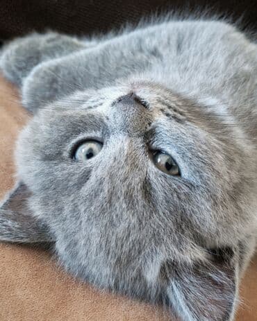 britain pisiyi satilir: Britan, Erkək — 3