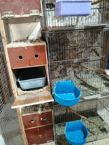 goyərcin yuvaları: Kerella yuva 7 eded 4 Iran qefesi 10 eded 10 azn Balaca yuva 47 eded — 2