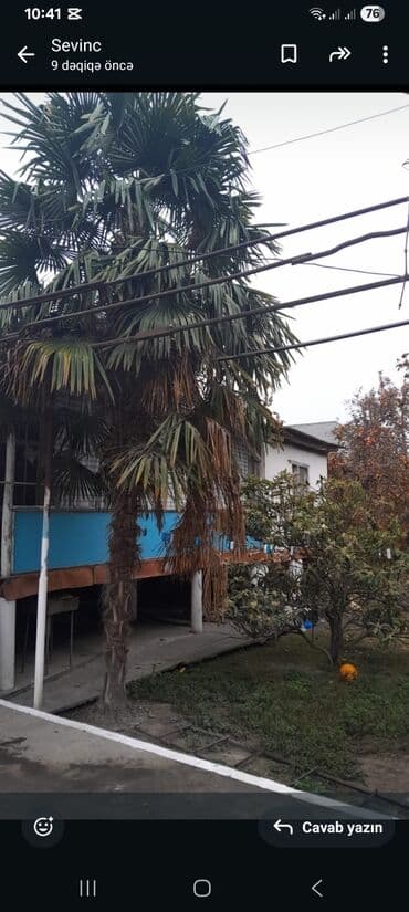 Məhsul: Həyət üçün dekorativ palma ağacı (Trachycarpus tipli